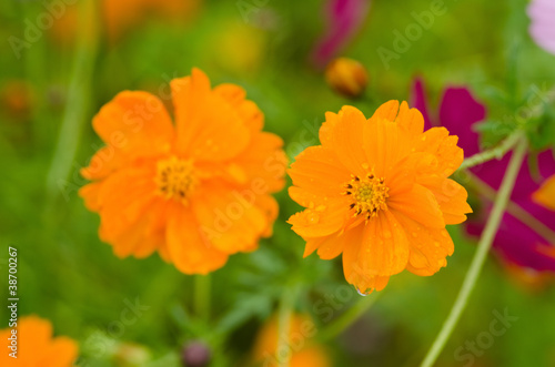 Two orange cosmos flowers