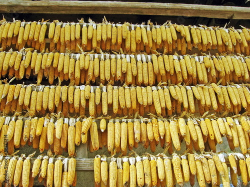 drying of ears of corn on a farm in Italian