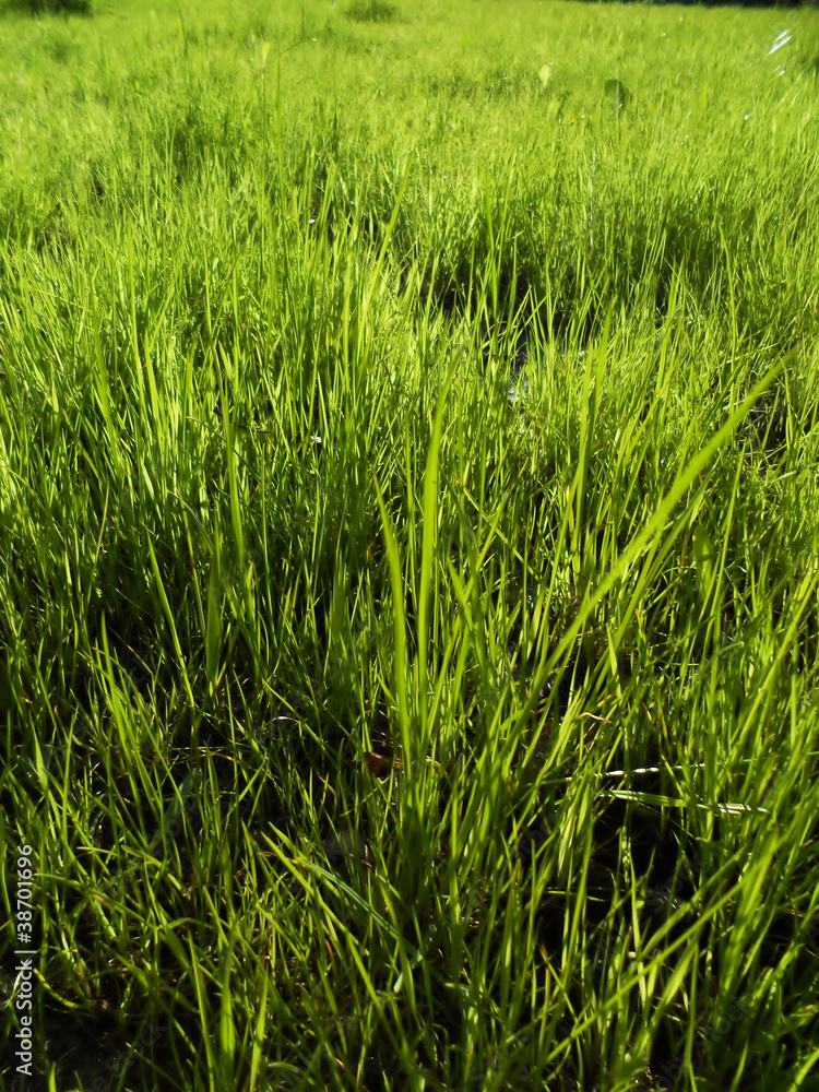 green grass background