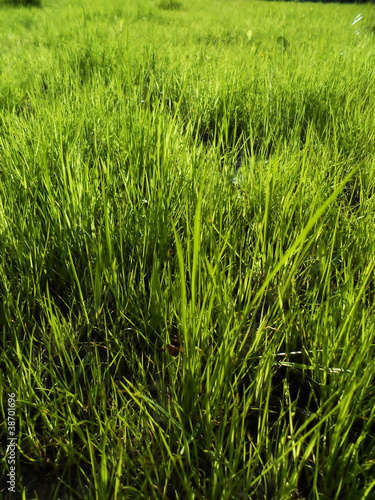 green grass background