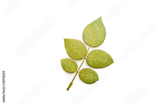 Press green leaf