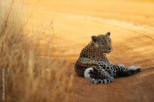liegender Leopard im Tsawo