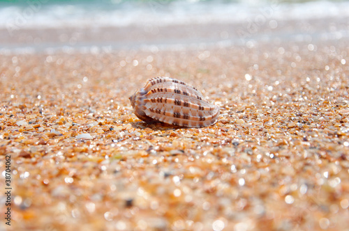 The shell on the beach
