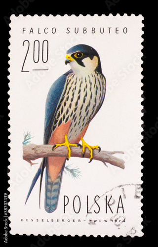 POLAND - CIRCA 1974: A stamp printed in POLAND, shows hobby falc photo