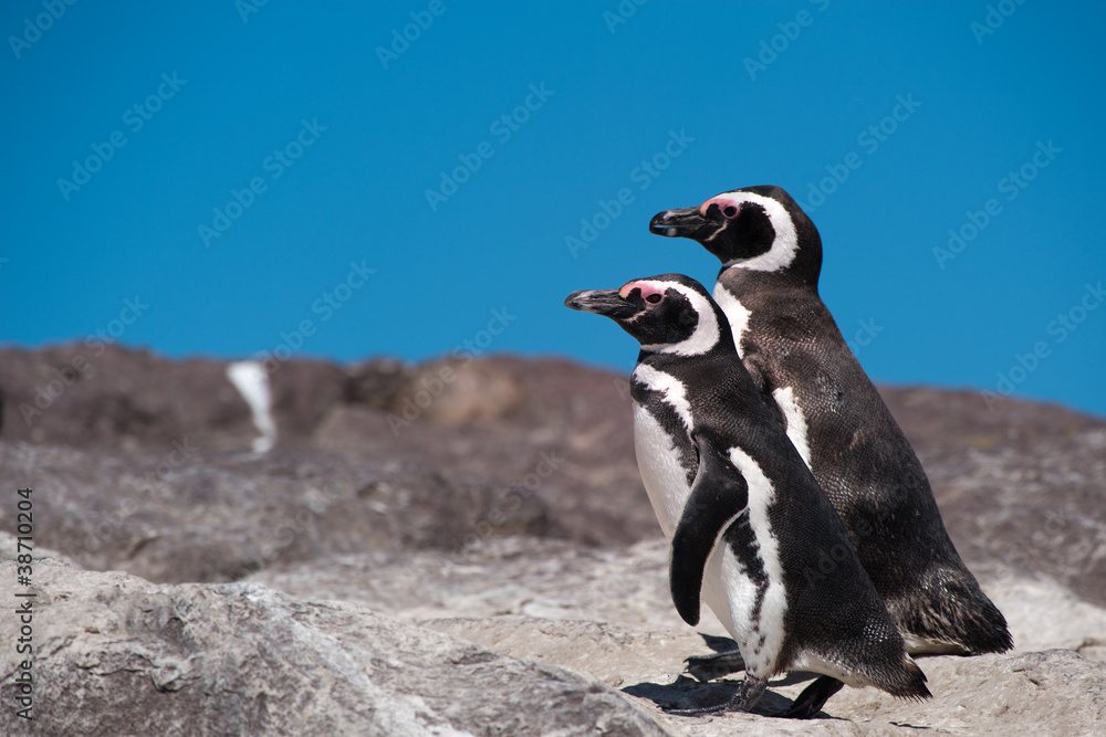Obraz premium Magellanic Penguin (Spheniscus magellanicus) in Patagonia..