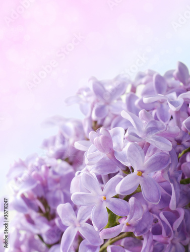 Beautiful spring background with lilac bouquet.