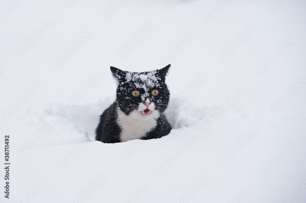 Obraz premium Black and white cat walking in the snow.