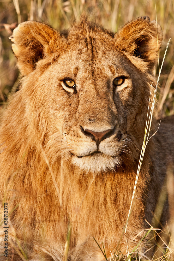 Male African Lion in the Maasai Mara, Kenya Male African Lion in the Maasai Mara, Kenya