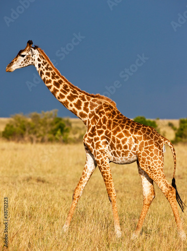 Giraffe on the Masai Mara National Reserve - Kenya