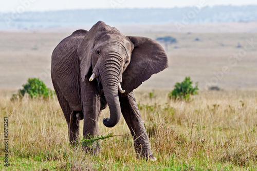 Elephant feeds on the plains of the Masai Mara © Travel Stock
