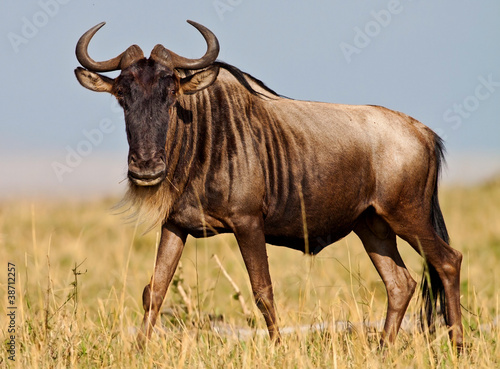 Blue Wildebeest - Maasai Mara National Park in Kenya, Africa
