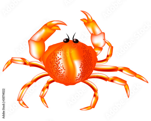 Red crab a crustacean with a broad carapace
