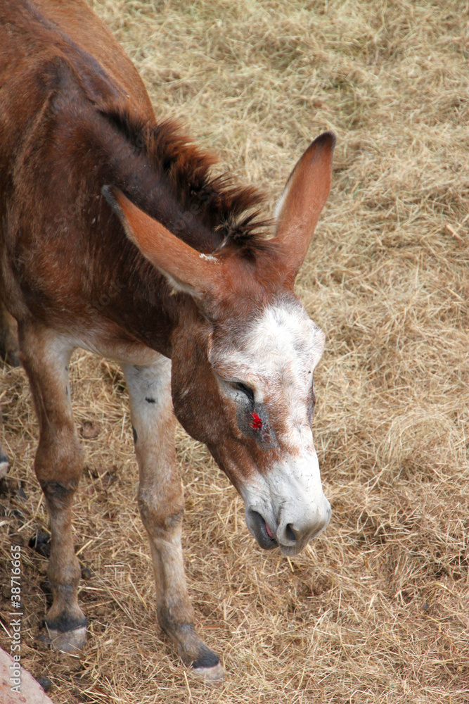 Fototapeta premium Donkey