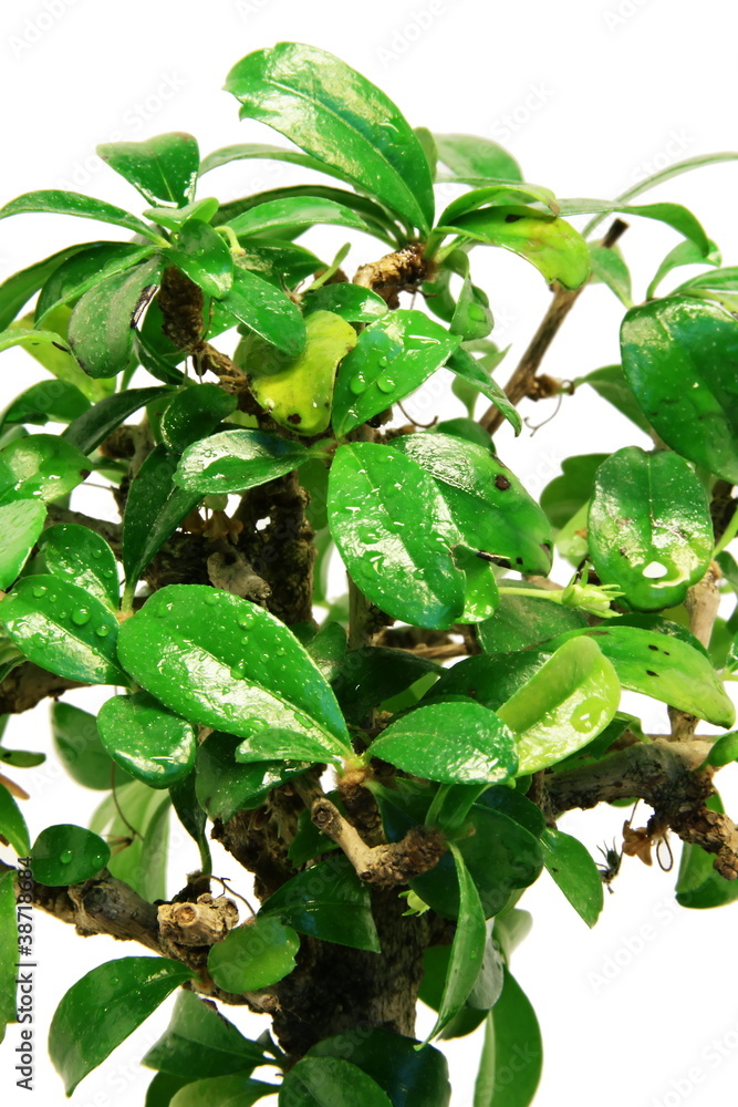 Close-up bonsai tree