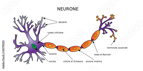 Web Art Design NEURONE DIAGRAMMA NEURONE STRUCTURE médecine 20
