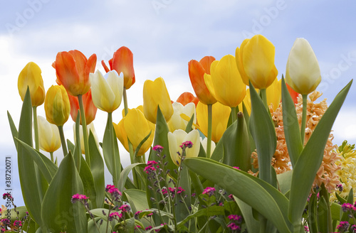 Colourful spring flowers.