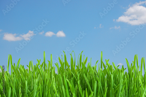Fresh green grass under blue sky