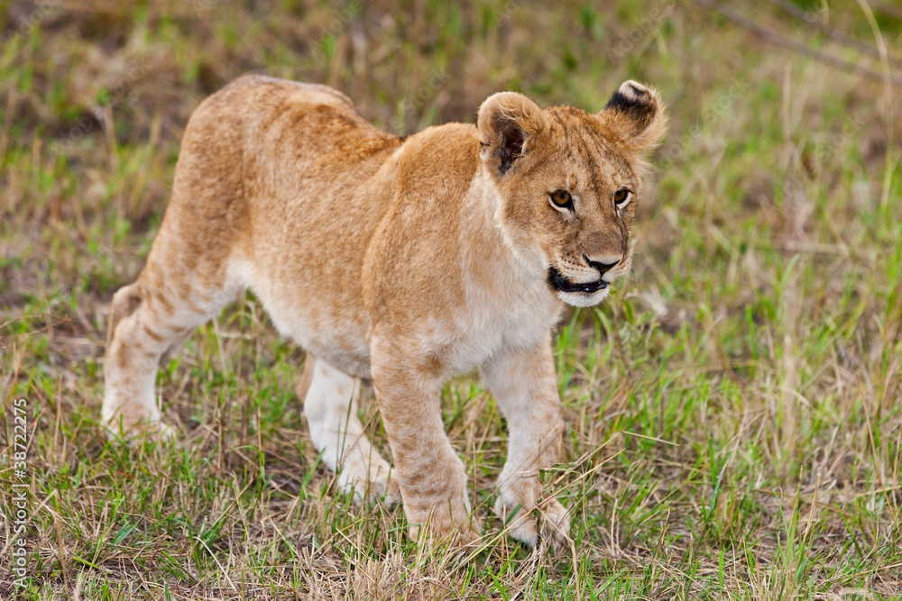 A lion cub on the plains of the Maasai Mara, Kenya A lion cub on the plains of the Maasai Mara, Kenya