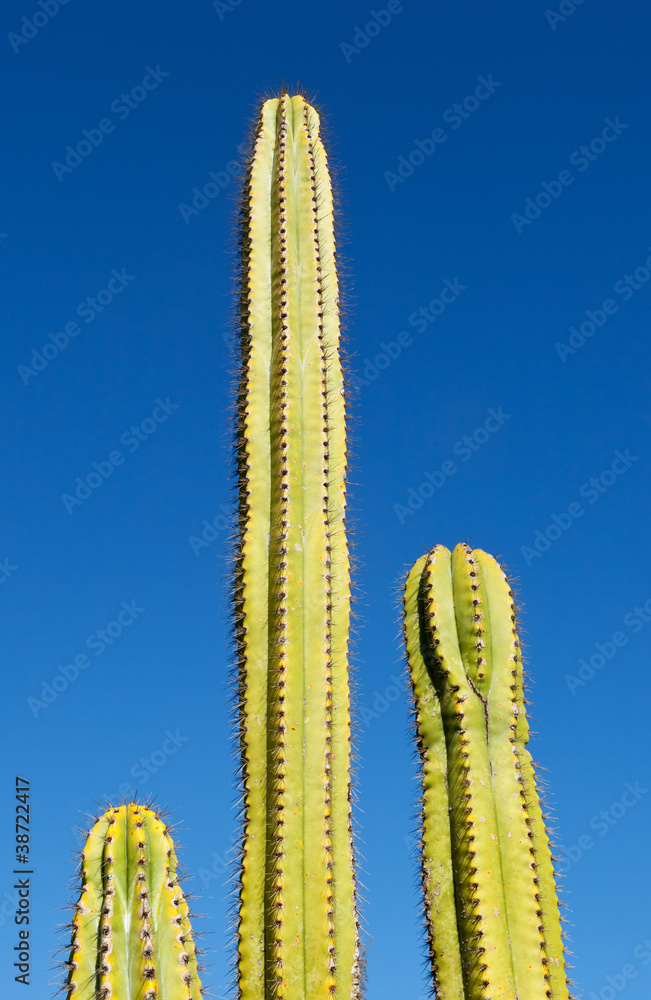 Three tube like cactus plants with blue sky Three tube like cactus plants with blue sky