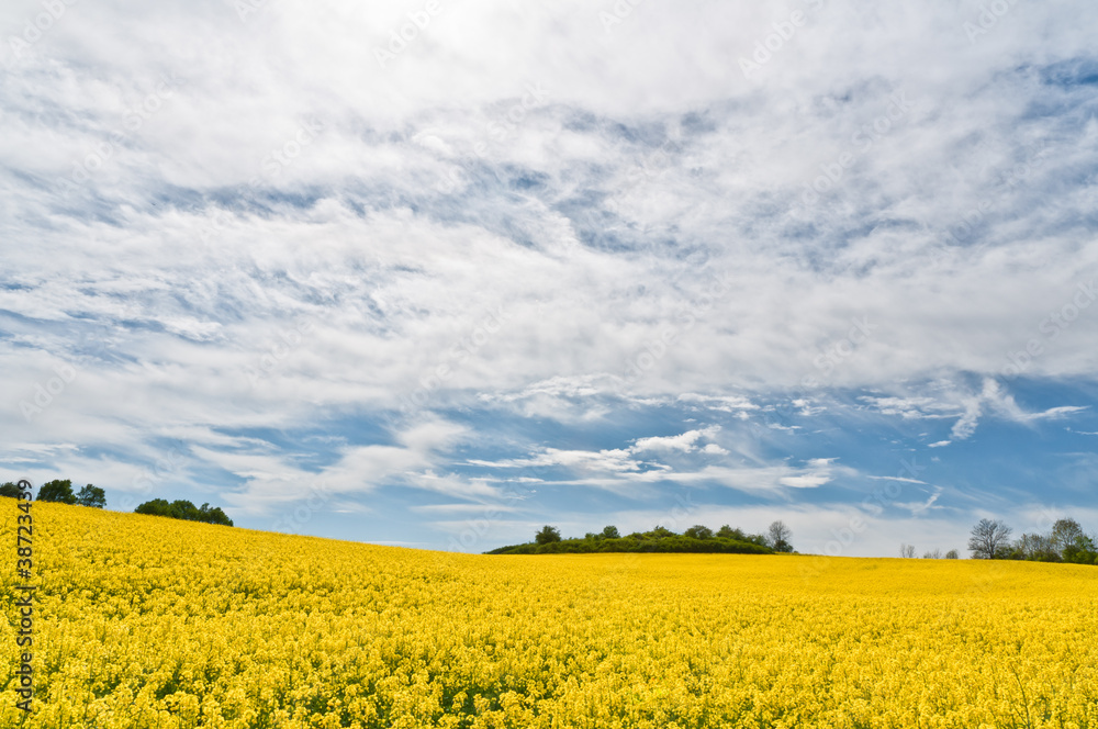 Field of rape flowers with green trees at the background