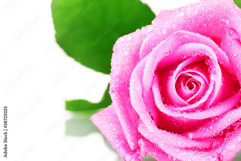 Pink rose with water droplets closeup Pink rose with water droplets closeup