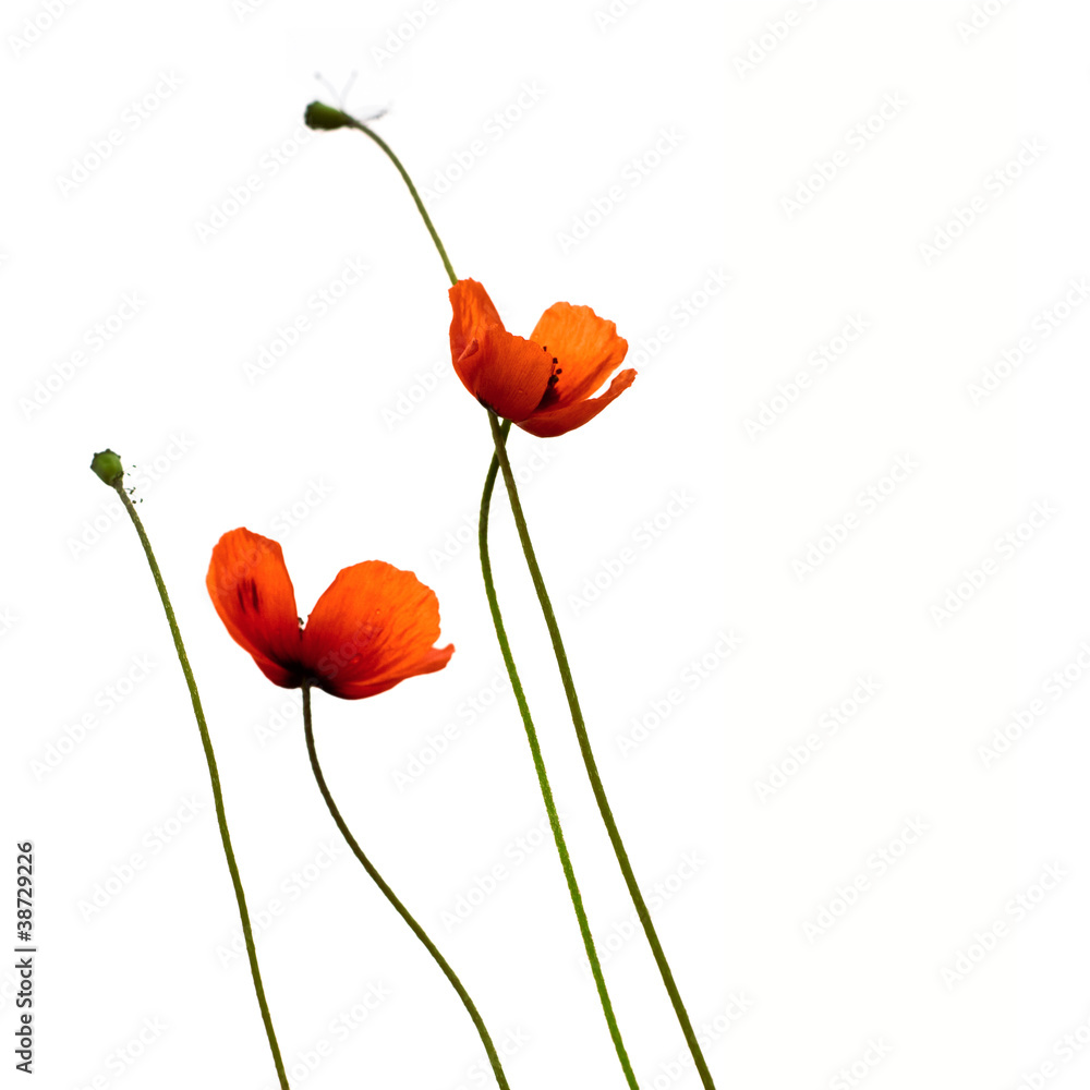 Obraz premium Poppies
