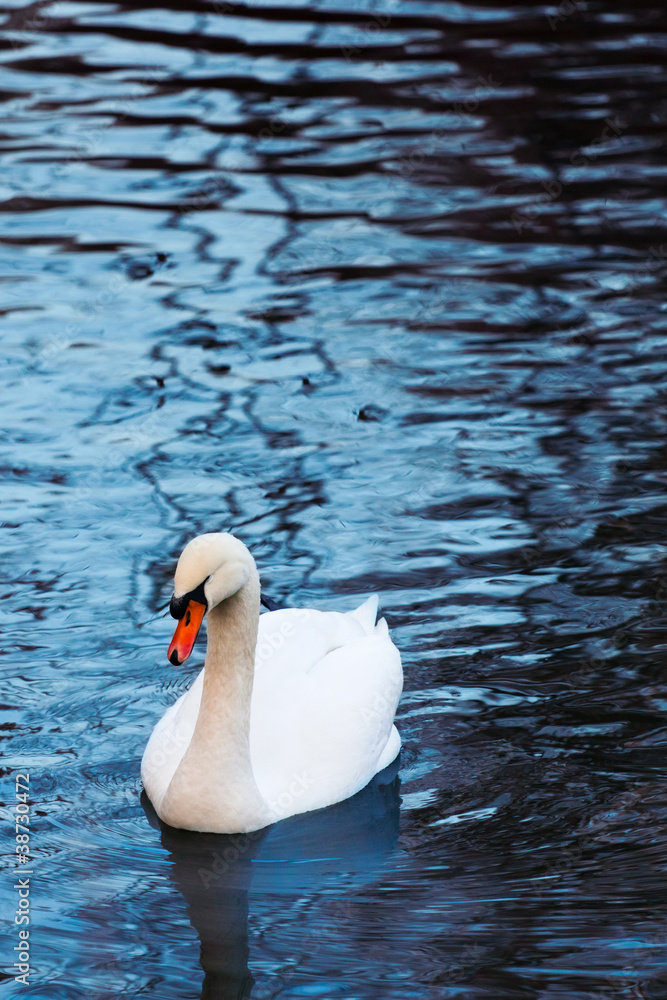 Naklejka premium Beautiful white swan