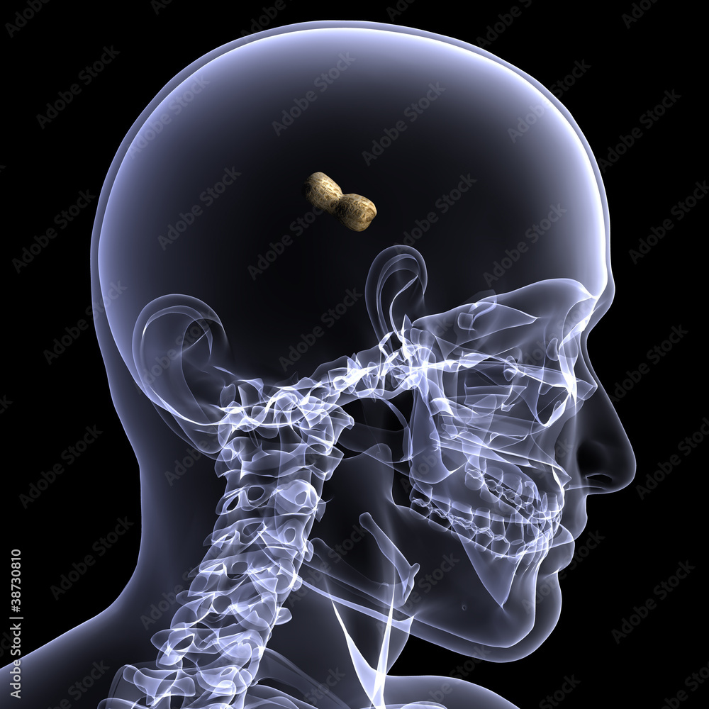 Skeleton X-Ray - Peanut Brain 1 Stock Illustration