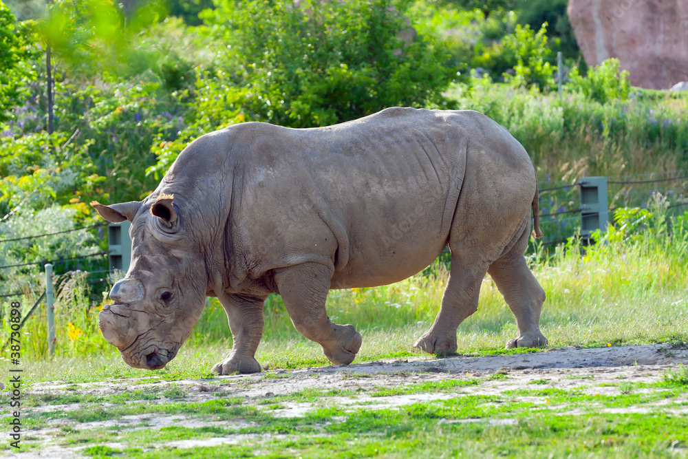 Obraz premium Rhino at the zoo