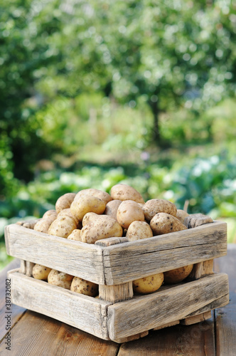 potatoes © ortodoxfoto