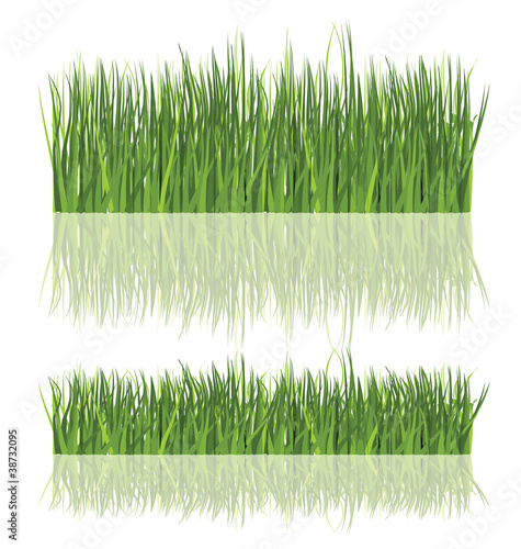 Fresh Grass Isolated