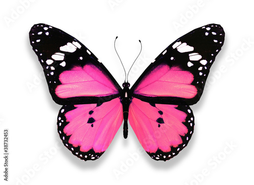 Canvas Print Pink butterfly, isolated on white