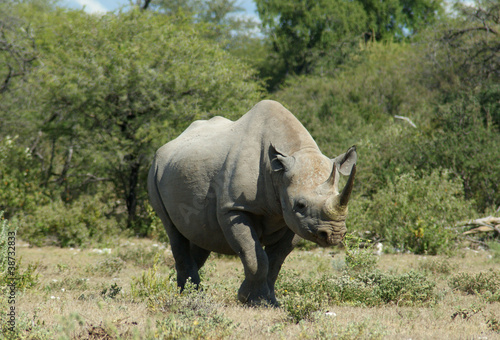 rhinoceros noir 2