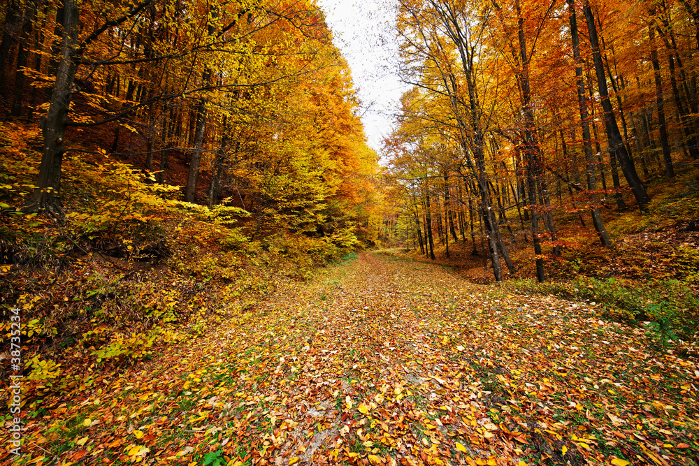 Obraz premium Road through forest