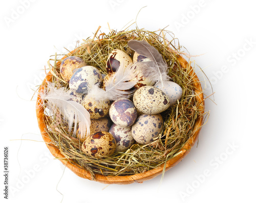 quail eggs in nest isolated on white
