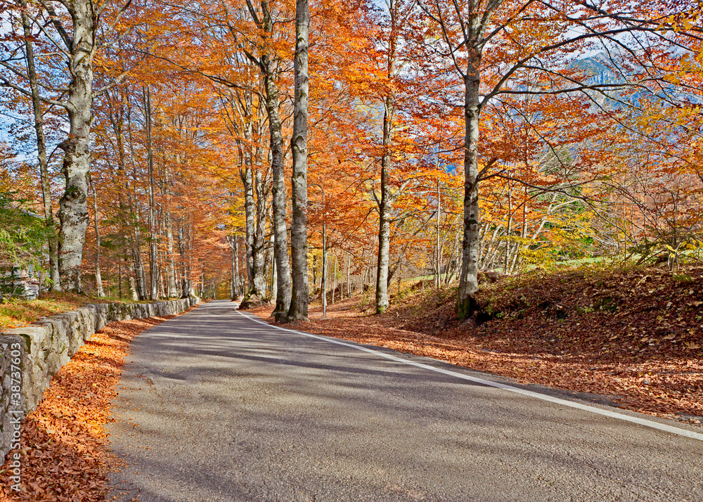 Autumn road