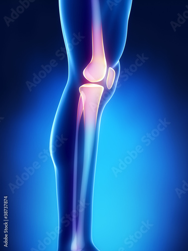 Human knee antomy with femur, tibia and fibula bones