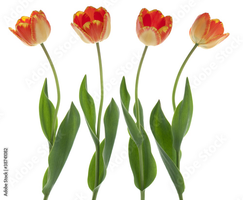 Fototapeta Naklejka Na Ścianę i Meble -  tulip