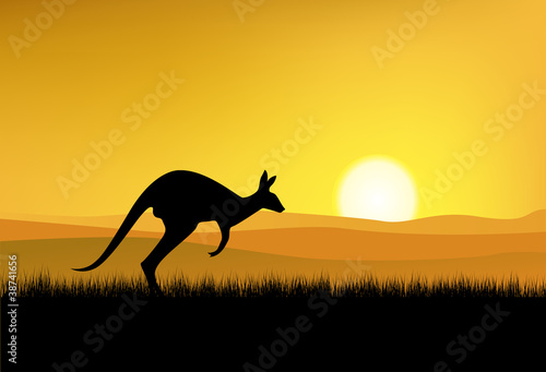 kangoroo in the natural background