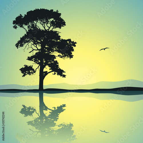 A Single Tree Standing Alone with Reflection in Water