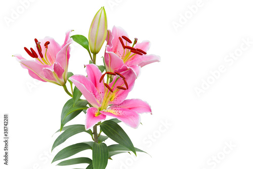 Lilly flower isolated on white with clipping path.