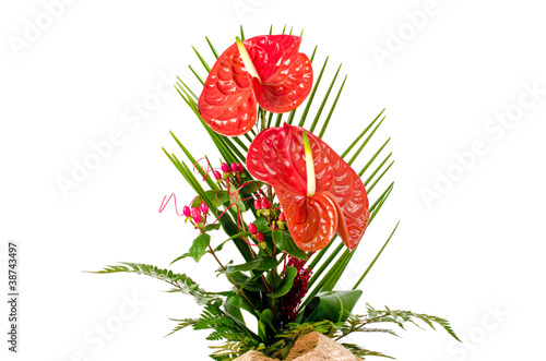 Fototapeta Naklejka Na Ścianę i Meble -  Beautiful red anturio flowers