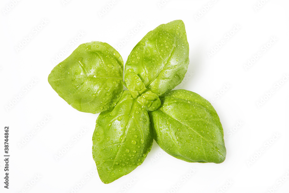 Fototapeta premium basil