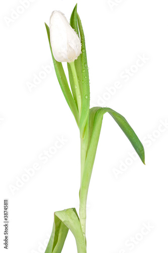 Wallpaper Mural Single white tulip Torontodigital.ca