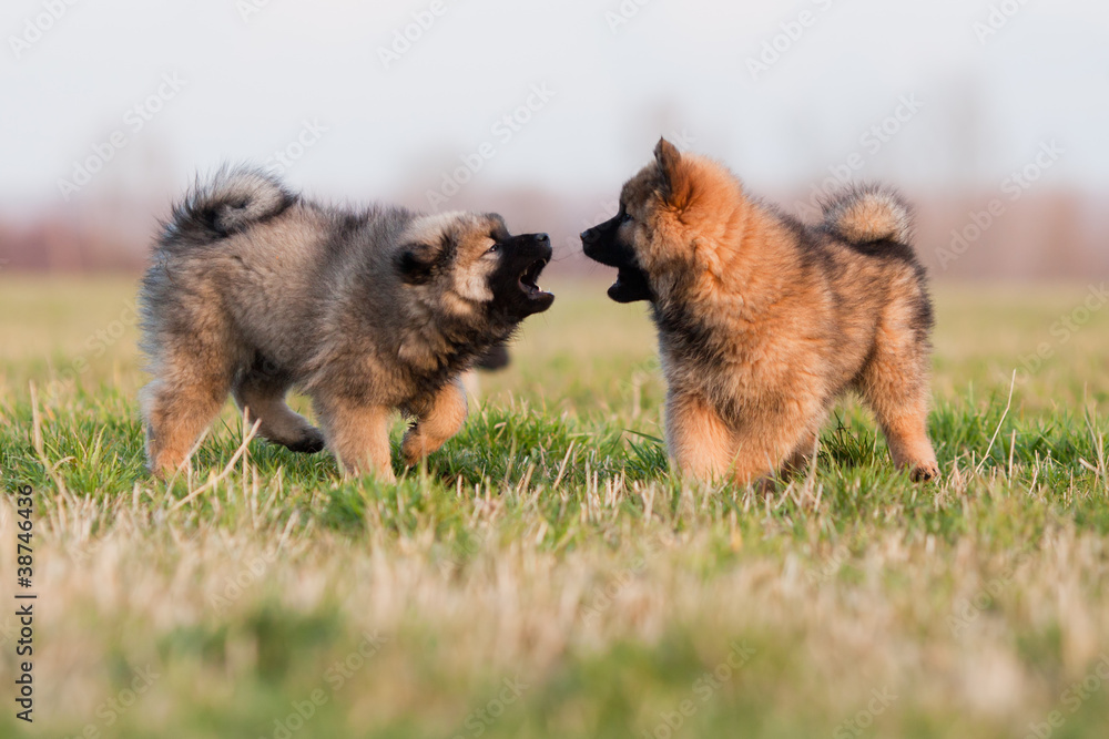 zwei Eurasier Welpen beim Spiel – Stock-Foto | Adobe Stock