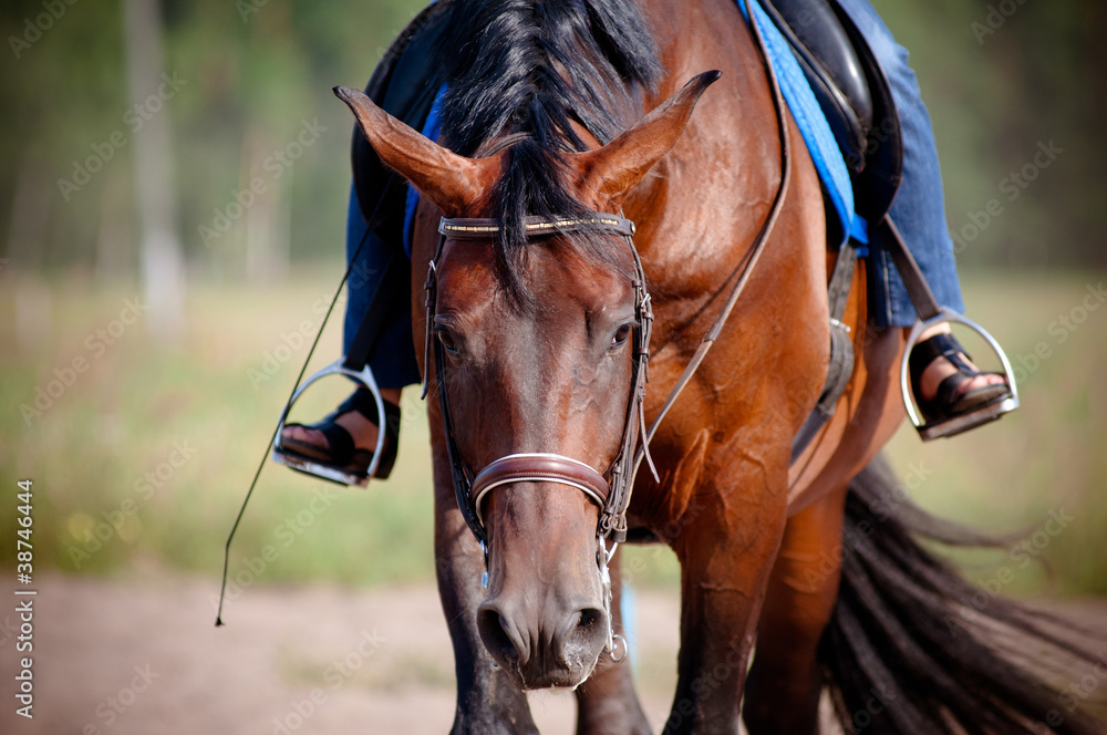 Obraz premium Horse tired after the training
