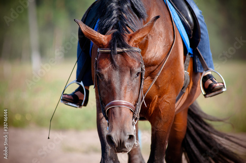 Horse tired after the training © otsphoto