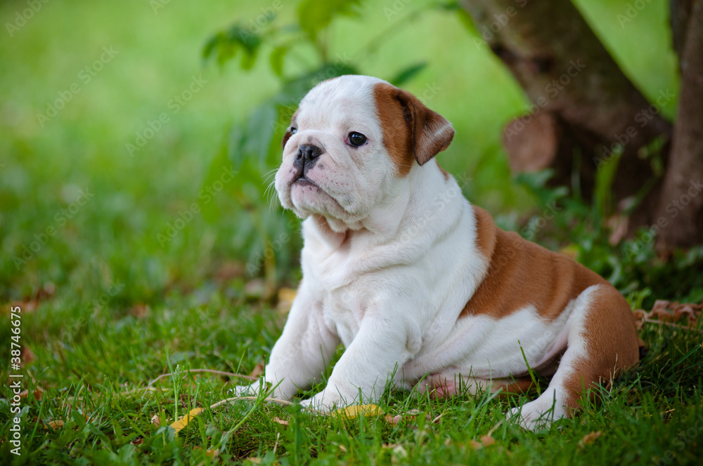 Fototapeta premium english bulldog puppy