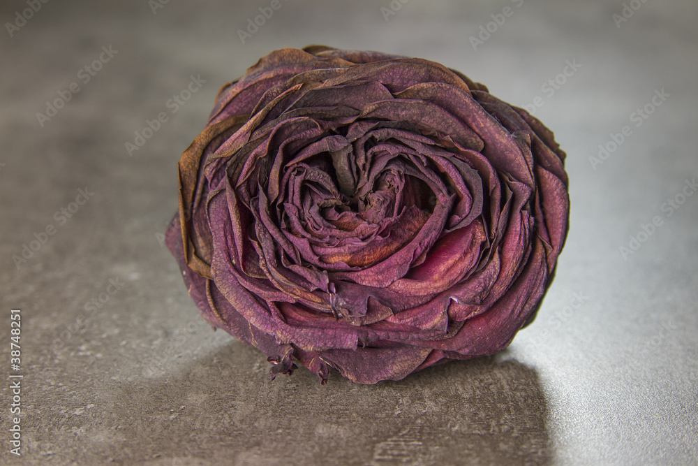 Obraz premium dry rose