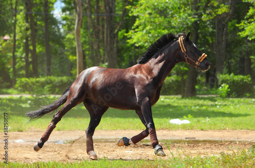 Beautiful brown horse playing